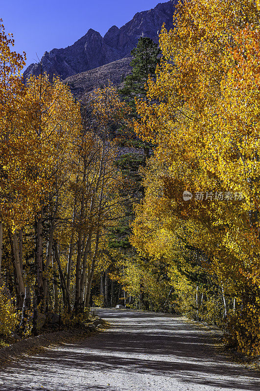 一条穿过秋色白杨树的土路。在北湖附近的Bishop Creek和Bishop California。阴阳国家森林。美洲山杨。